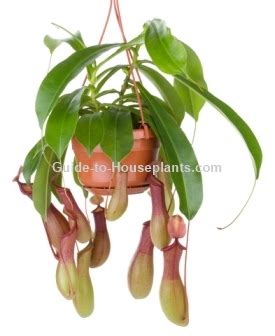 Carnivorous Pitcher Plant Care - Nepenthes species and hybrids