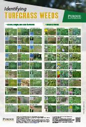 Identifying Turfgrass Weeds Poster