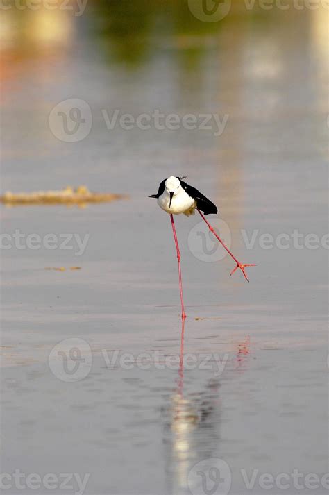 Amazing birds of Israel, birds of the Holy Land 7754486 Stock Photo at Vecteezy