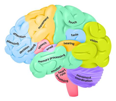 Lobes of the brain - Queensland Brain Institute - University of ...