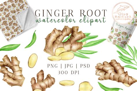 Ginger Root Watercolor Clipart Set Graphic by Olya Haifisch · Creative Fabrica