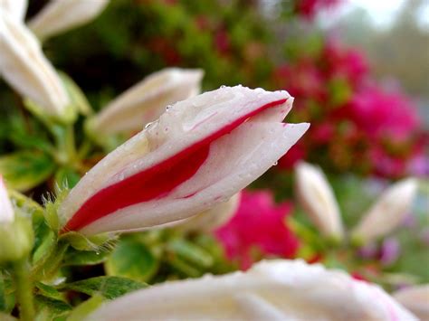 Azalea bud, variegated | An azalea (Rhododendron) flower bud… | Flickr