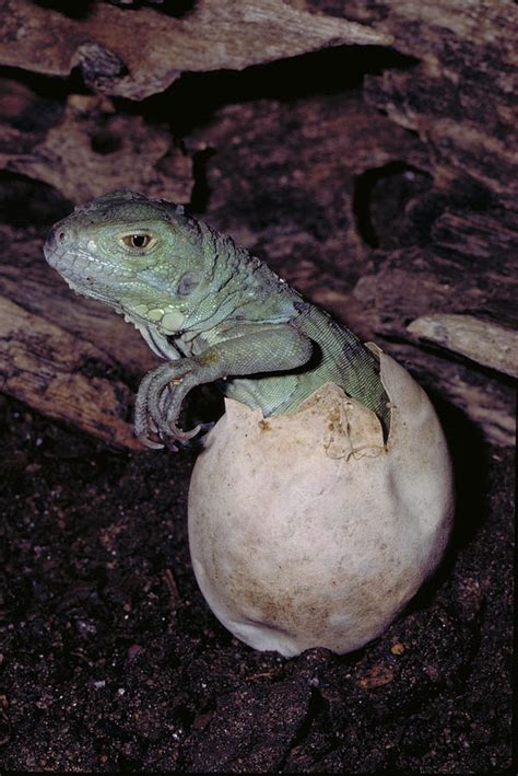 Hatching Green Iguana Photograph by Karl H. Switak - Pixels