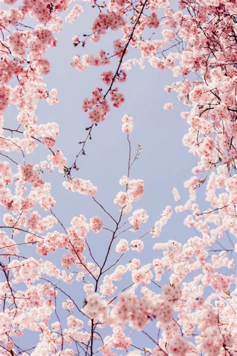 Cherry Blossom Aesthetic Wallpapers - Wallpaper Cave