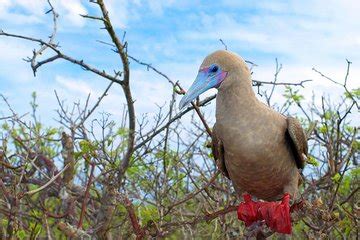 The 10 Best Bartolome Island Tours & Tickets 2019 - Galapagos Islands ...