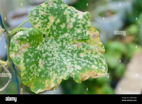 Melon green leaf has Destroyed by Powdery mildew of melon Stock Photo ...