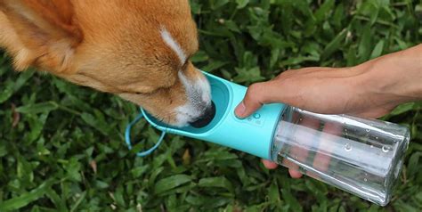 This Dog Water Bottle That Went Viral on TikTok Is Perfect for Pet Owners