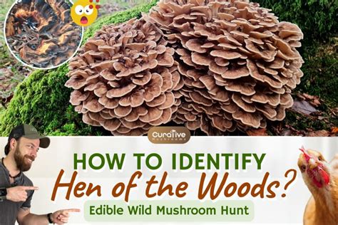 Hen of the Woods (Maitake Mushrooms) Identification Guide