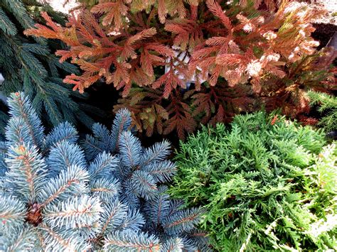 Dwarf Conifers - Berkeley Horticultural Nursery Berkeley Horticultural ...