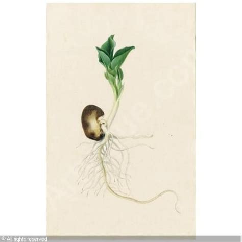 Image result for seedling drawings | Botanical illustration, Plant tattoo, Tree tattoo