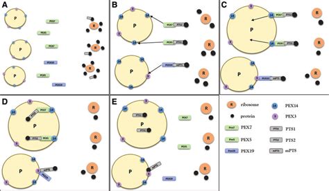 Import of peroxisomal proteins. (A, B) Peroxisomal matrix proteins ...