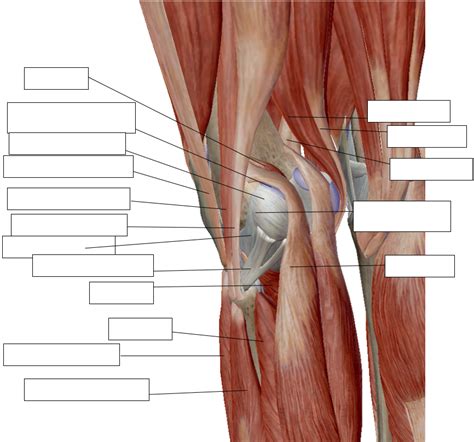 Knee Muscles Diagram | Quizlet