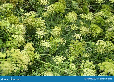 Sea fennel plant stock photo. Image of rocks, green - 100018790