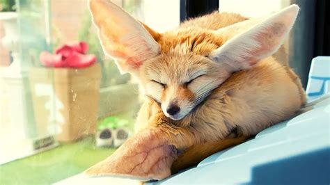 Housing and Care Requirements for Fennec Foxes – All Small Pets