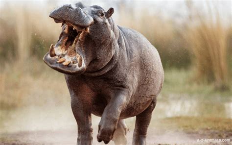 Rhino Vs Hippo Fight Comparison, Who Would Win - Known Pets