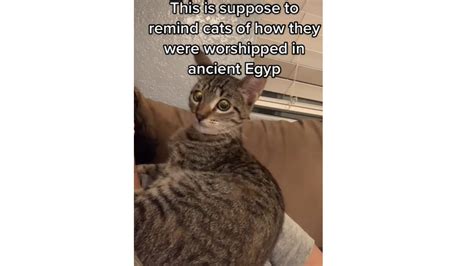 This Sound Reminds Cats They Were Worshipped In Ancient Egypt: Image ...