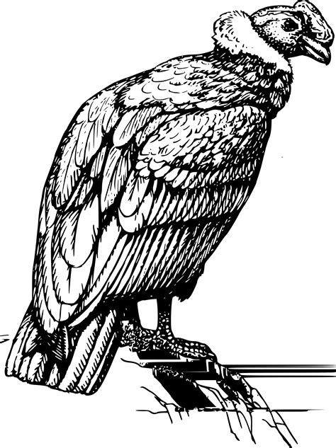 Clipart - condor