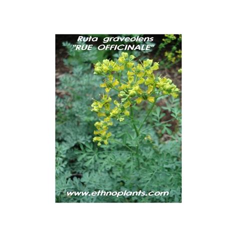 Common Rue seeds, Ruta graveolens for sale