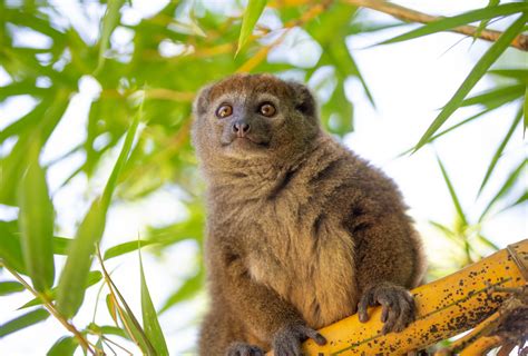 Last Chance to Save Bamboo Lemurs – Rainforest Trust