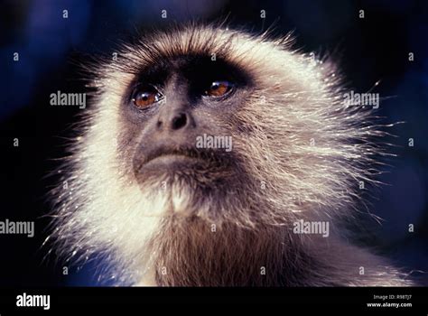 Langur monkey, Jodhpur, Rajasthan, India Stock Photo - Alamy