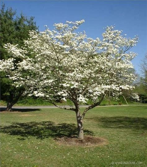 10 White Dogwood Tree Seeds-1193 - Etsy