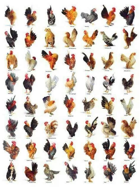 Beautiful Serama Chickens