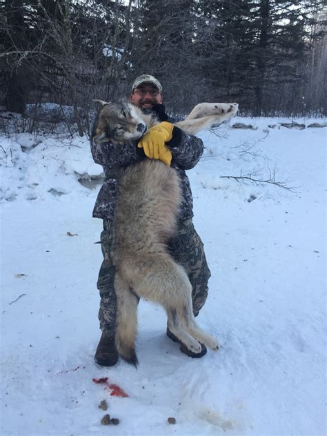 Wide North Outfitters Wolf Hunting Photo Gallery