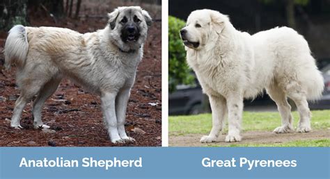 Great Pyrenees vs. Anatolian Shepherd | Breed Insights