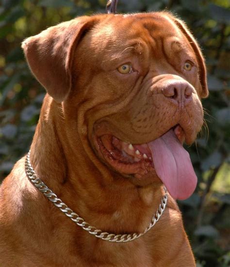 French Mastiff | Dog breeds, French mastiff dog, Mastiff breeds