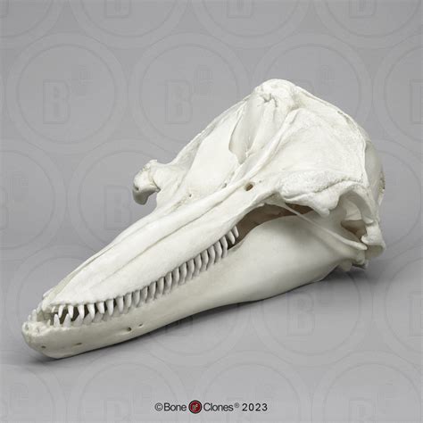 Bottlenose Dolphin Skull - Bone Clones - Osteological Reproductions