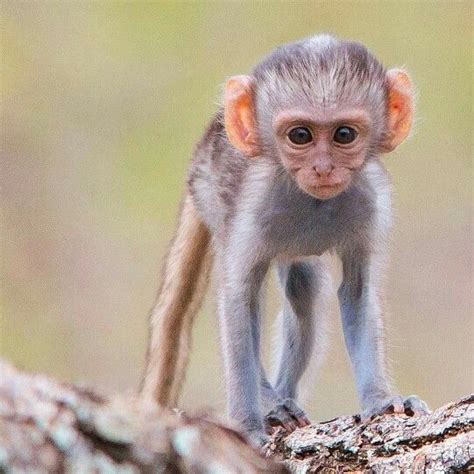 Baby vervet monkey Vervet Monkey, Primates, Apes, Beautiful Creatures, Fauna, Africa, Noahs Ark ...