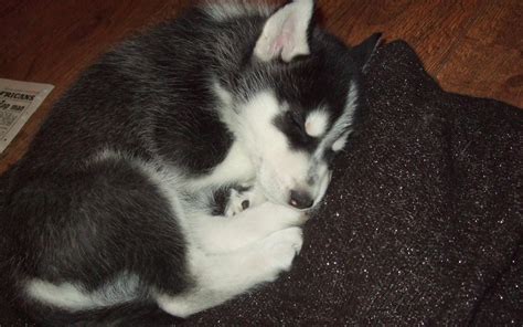 sleepy baby husky | Rottweiler puppies, Siberian husky puppies, Pet dogs