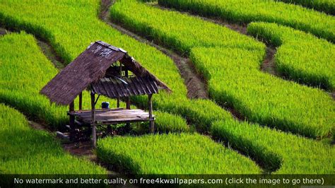 Rice Paddies Wallpaper