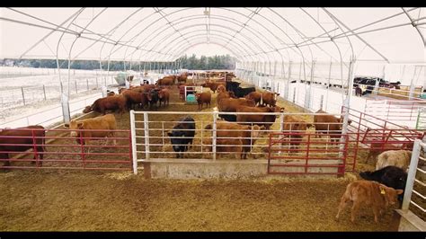 250 Hd Cow-Calf Barn w/ 250 Hd Backgrounding Barn - YouTube