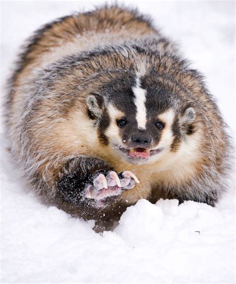 American Badger by MrShutterbug Jonathan Griffiths on 500px | Dangerous animals, Funny animal ...