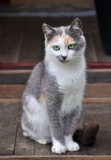 Beautiful White/Gray Calico Barn Cat. Pretty Cats, Beautiful Cats, Animals Beautiful, Gorgeous ...