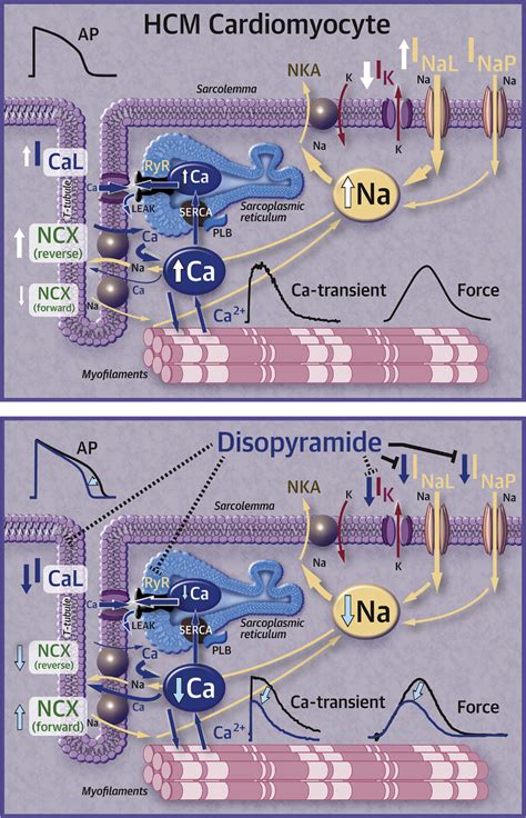 Effects of Disopyramide in HCM Cardiomyocytes | Download Scientific Diagram