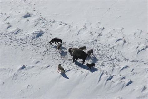 Wolf packs attack the toughest prey in Yellowstone