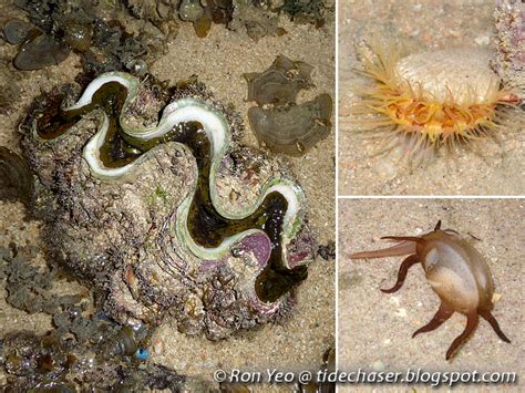 tHE tiDE cHAsER: Molluscs (Phylum Mollusca) of Singapore