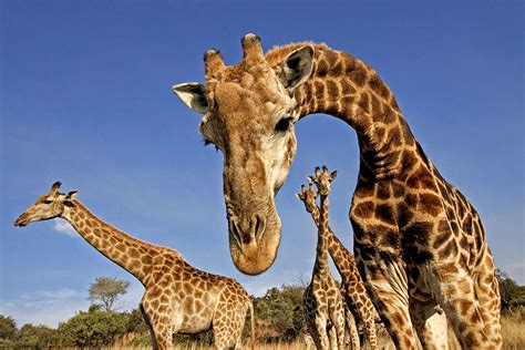 Genes reveal secrets behind the giraffe neck