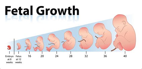 Baby Trimester Chart