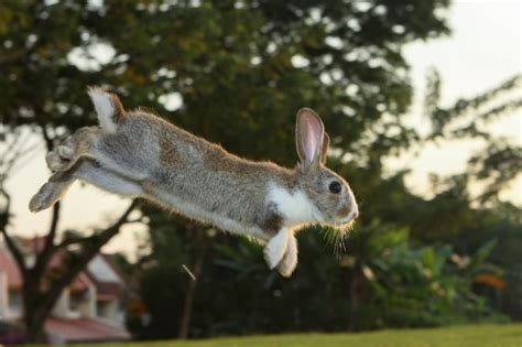 10 Animals That Hop And Jump - Online Field Guide