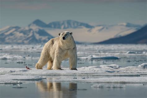 The Best Polar Bear Hunts » Outdoors International