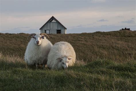 Icelandic sheep. | Sheep, Sheep and lamb, Goats