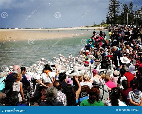 Pelican Feeding @ the Entrance NSW Australia Editorial Photography ...