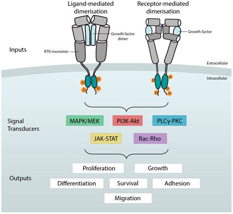 IJMS | Free Full-Text | Receptor Tyrosine Kinases in Development ...