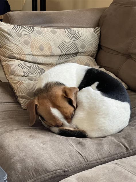 It’s a Beagle Bagel kind of morning : beagle