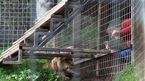 Lion 'Escaped Cage' Before Killing Woman | US News | Sky News