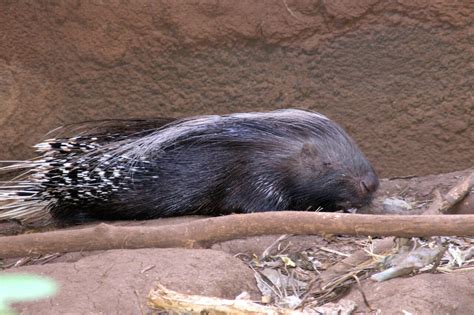 Crested Porcupine - Honolulu Zoo Society