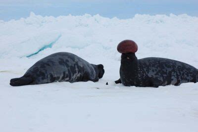 Hooded Seal – Discovery of Sound in the Sea